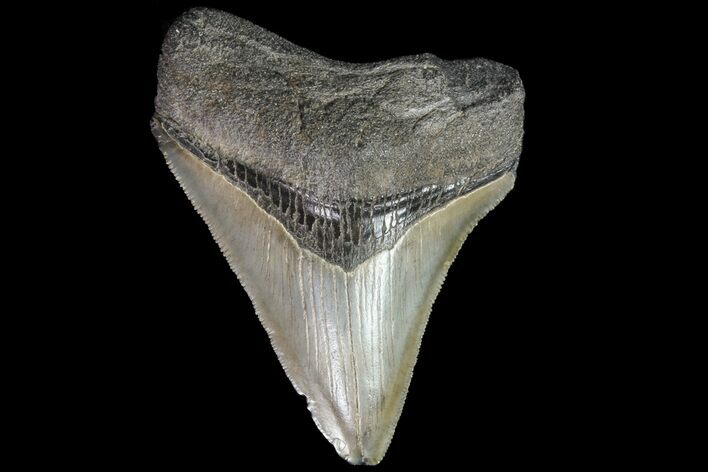 Fossil Megalodon Tooth - Serrated Blade #76498